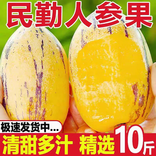 甘肃沙漠人参果大果民勤黄肉人生果新鲜应季产地直发老人孕妇水果
