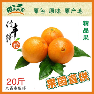 赣南信丰脐橙2025新鲜大促销20斤九省市包邮精品果