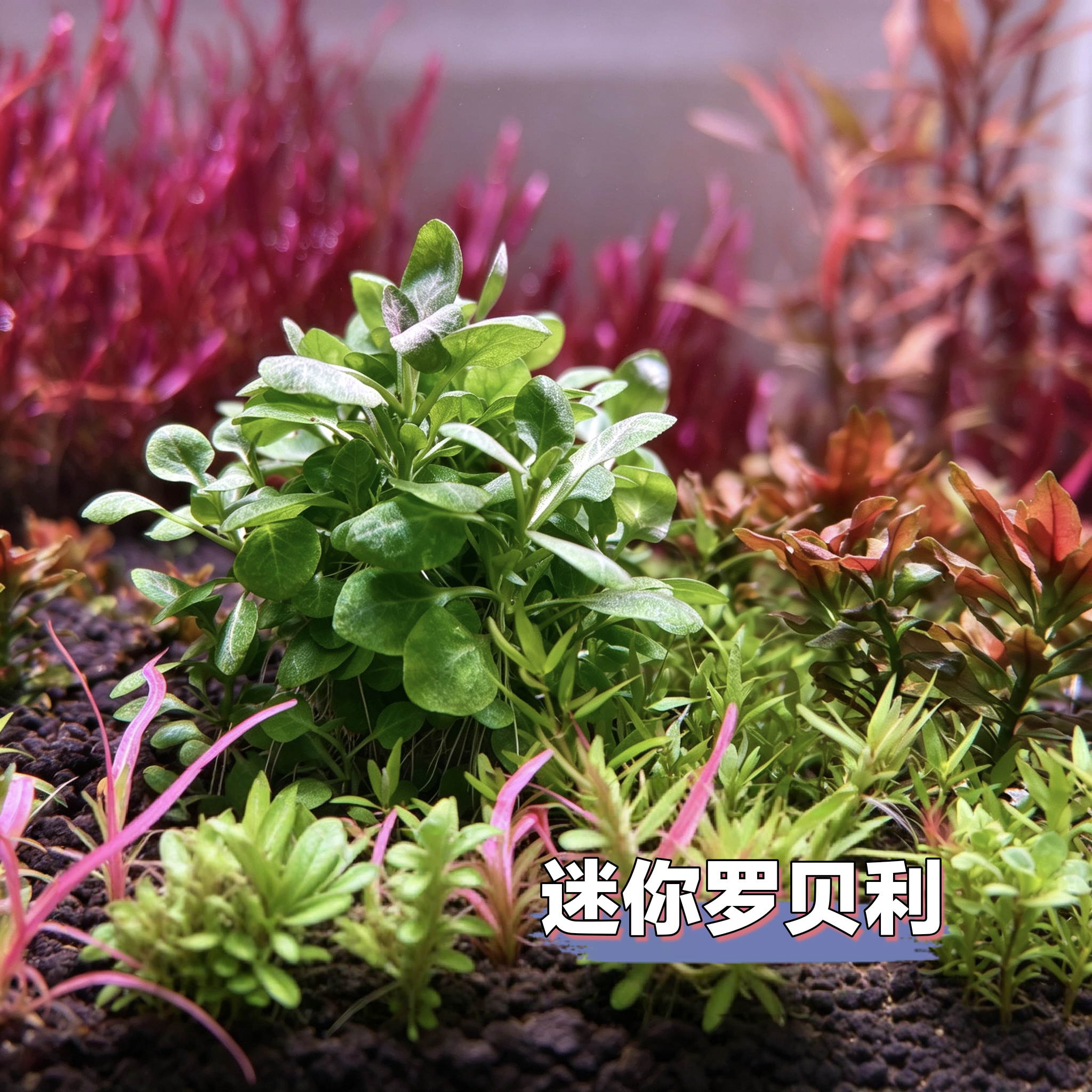 迷你罗贝利mini水草水族箱造景中前景荷兰景高阶玩家适配