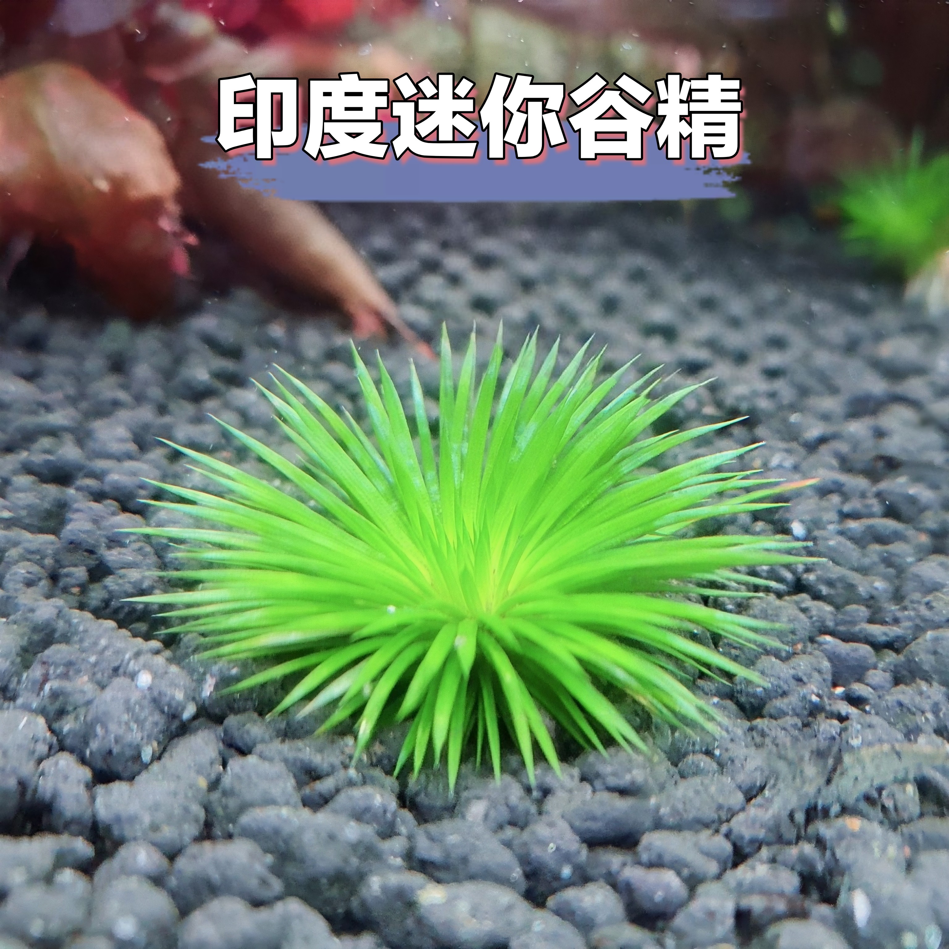 迷你古精细叶古精谷精水草鱼缸造景前景中景稀有水草