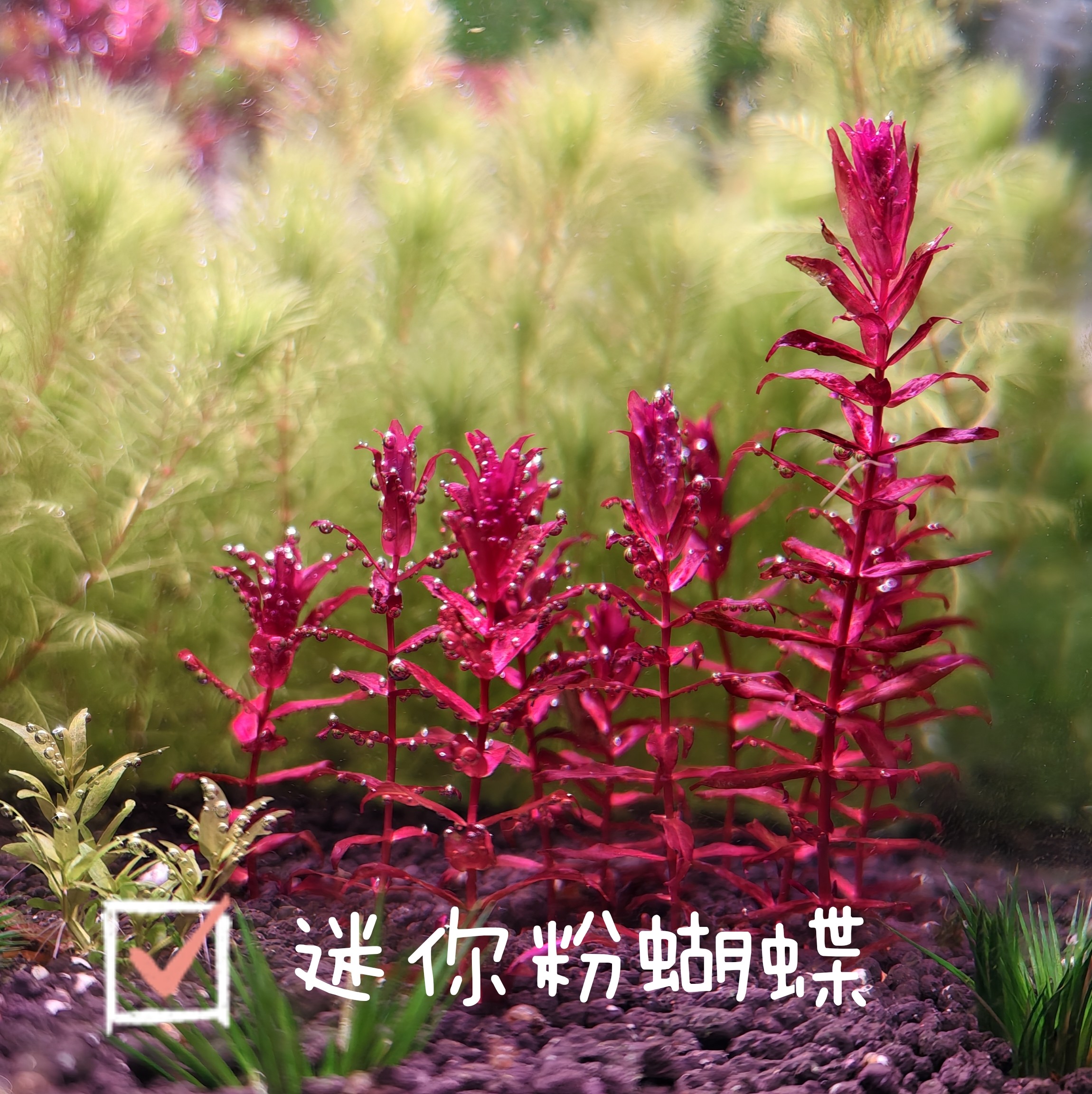 迷你粉蝴蝶新品水草水下叶水族箱造景中前景荷兰景高阶玩家适配
