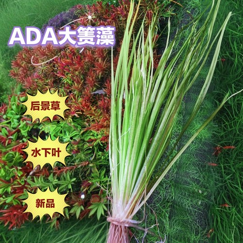 ADA大箦藻长红箦藻草缸鱼缸造景后景水草增氧挺水活植物后景漂移