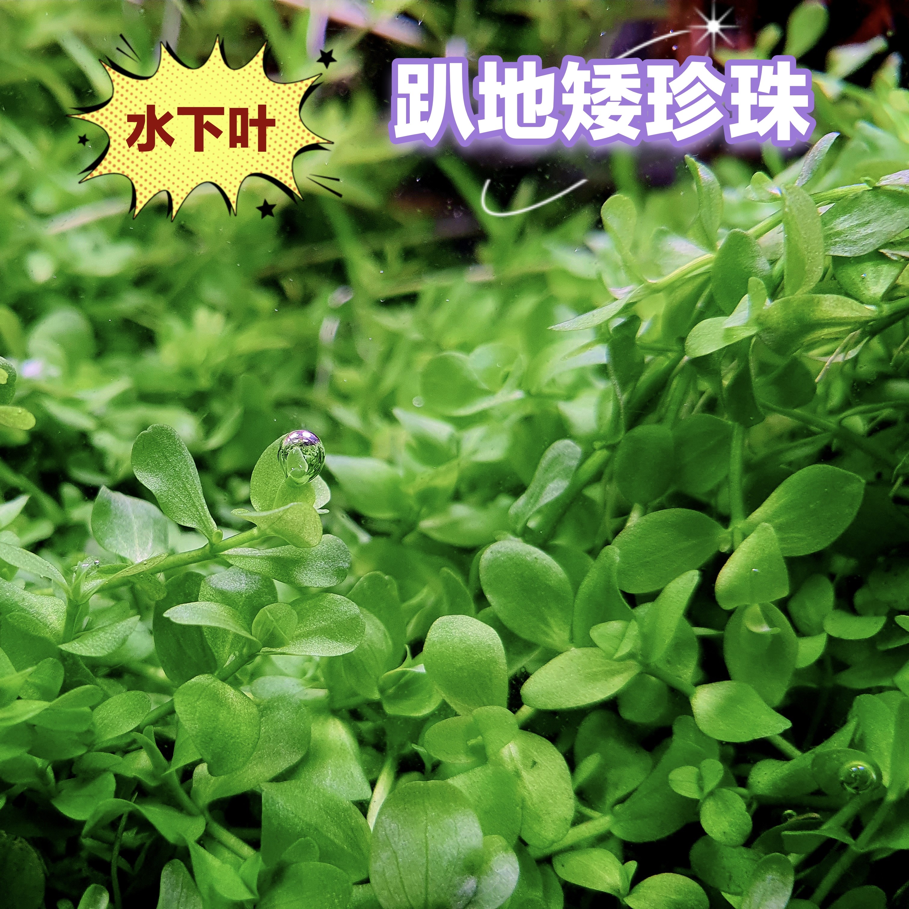 趴地矮珍珠爬地矮珍珠前景草阳性草水下叶水草鱼缸水族箱造景装饰