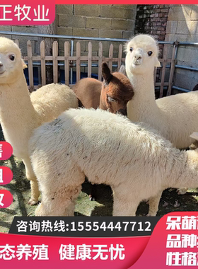 羊驼幼崽活物出售宠物租赁