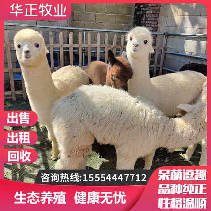 羊驼活物幼崽出售萌宠神兽草泥马小羊驼展览景区观赏动物羊驼租赁