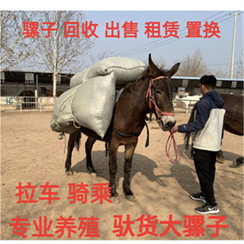 改良骡子活体托运活骡子