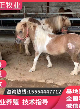 进口设特兰法拉贝拉德保矮马