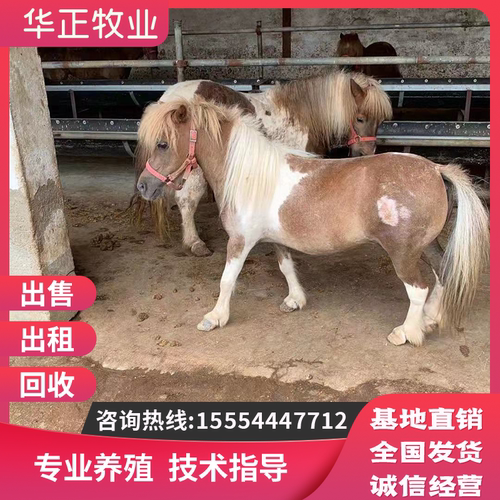 进口设特兰法拉贝拉德保矮马