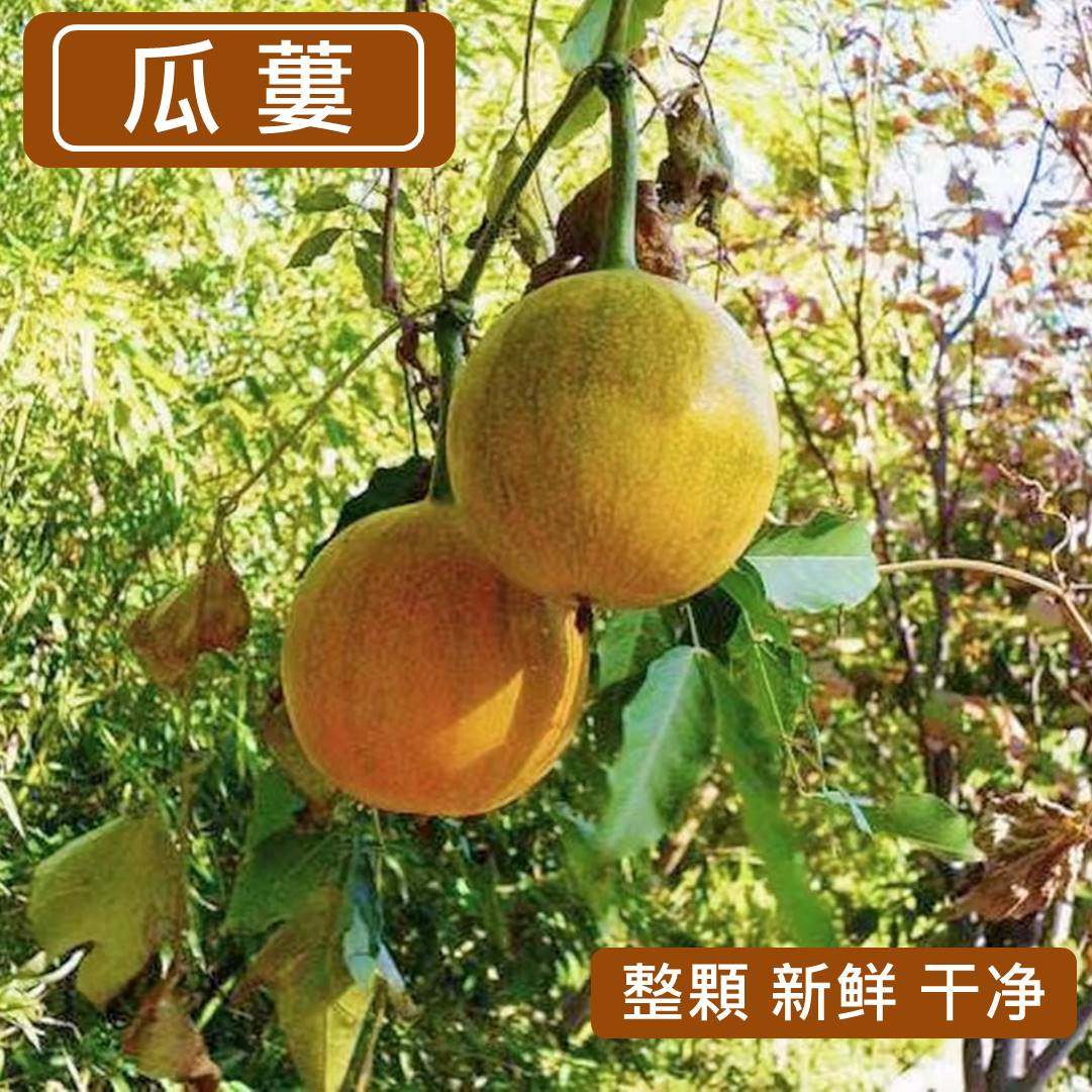 新鲜野生瓜蒌栝蒌青色瓜蒌半青半黄熬水喝煮水洗手脸防冻一斤包邮