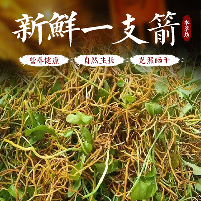 新鲜现采一支箭整颗发货包邮