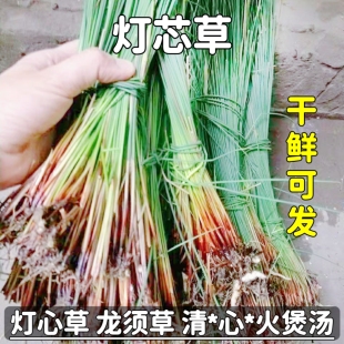 新鲜天然灯芯草龙须草灯草水灯心草苗秧草整颗全草干货中药材包邮