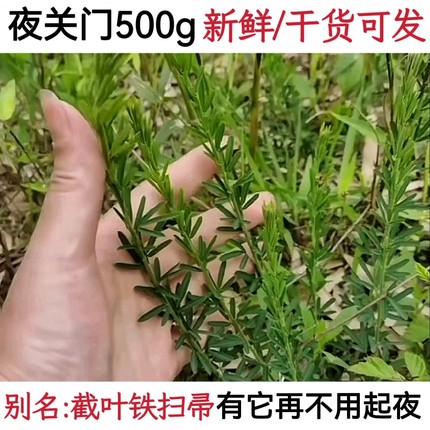 夜关门草药新鲜截叶铁扫帚 封草 关门草500克 另有全草晒干中药材