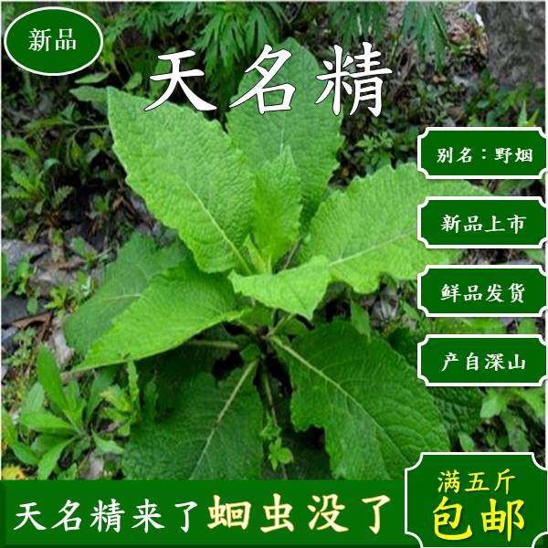 天名精深山新鲜中草药材 野烟山烟野叶子烟可发全株苗500克包邮