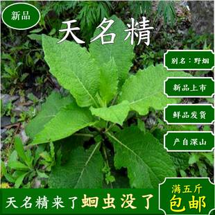 天名精深山新鲜中草药材 野烟山烟野叶子烟可发全株苗500克包邮