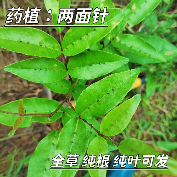 新鲜两面针500g 针藤根叶双面刺入地金牛藤 中草药材本草全草包邮