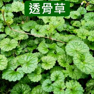 透骨草透骨消新鲜中草药材连钱草500克g中草药铜钱草洗头现采现发