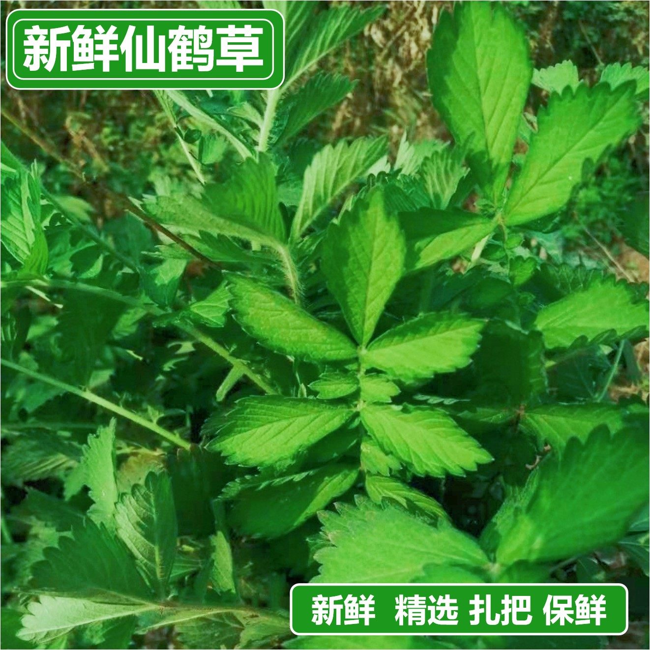 仙鹤草新鲜中药材500g克苗龙芽草龙牙草脱力草狼牙草有透骨草全草