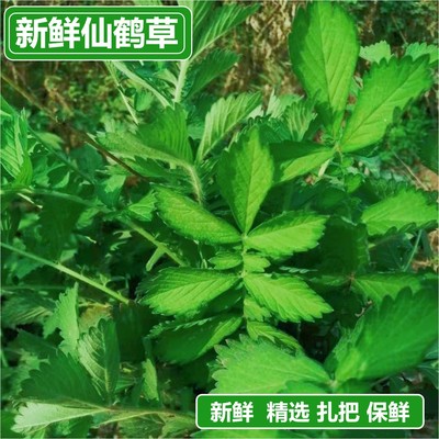 仙鹤草透骨草新鲜中药材500g现采