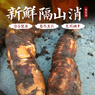 新鲜野生隔山消白何首乌隔山撬现挖现卖产地发货飞来鹤小儿开胃