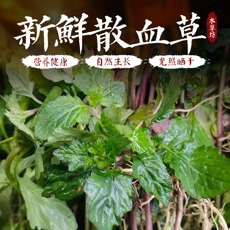 散血草新鲜中药材有干白毛夏枯草500g有紫花地丁草现采鲜货加冰袋-封面