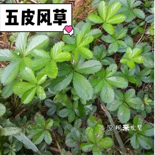 五皮风草新鲜中草药材蛇含草五爪龙500克g五星草五叶莓五爪草四川