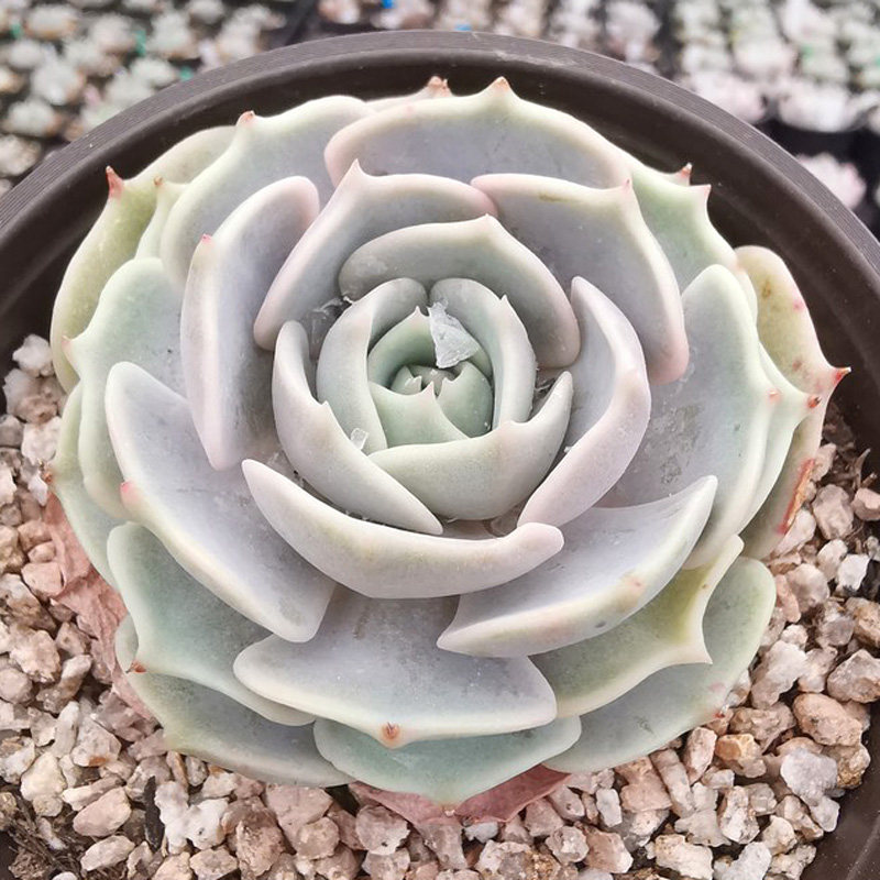 多肉花植物露娜莲单头老桩多肉植物大颗好养阳台窗台萌趣肉肉