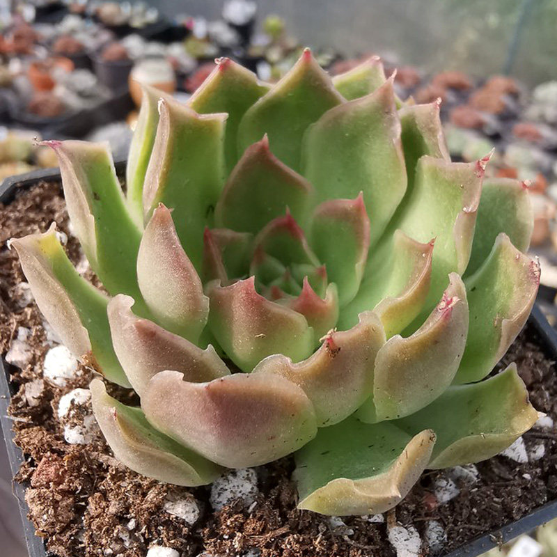 紫蝴蝶多肉价格 紫蝴蝶多肉图片 星期三