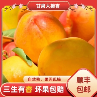 顺丰包邮甘肃头茬大接杏大黄杏5斤现摘现发当季孕妇水果酸甜包邮
