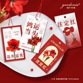 朱顶红蜡球盆栽装 饰吊牌新年注定红吊卡年宵花养护提示小卡片挂卡