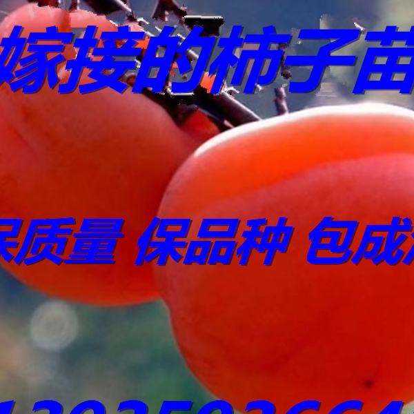 柿子树苗嫁接阳丰柿子苗盆栽地栽