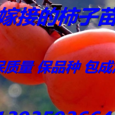 柿子树苗嫁接阳丰柿子苗盆栽地栽