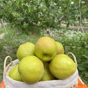 新疆玉露香梨阿克苏丑梨当季新鲜水果脆甜多汁原产地整箱顺丰包邮