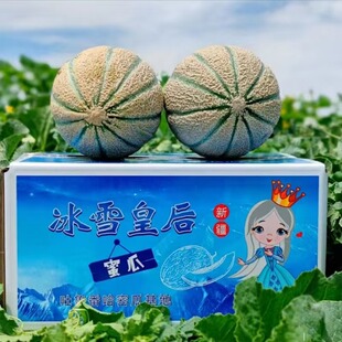 新疆冰雪皇后甜瓜绿瓤蜜瓜软糯多汁香甜可口新疆直发小号老汉瓜