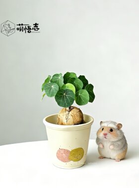 景德镇手工粗陶透气阳台花盆