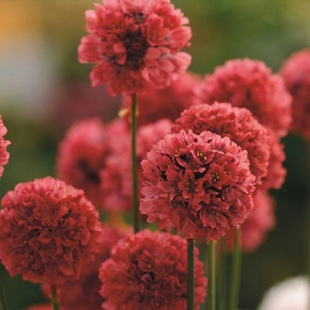 满18元包邮 海石竹耐寒植物 小苗花苗多年生花期长庭院地栽花卉