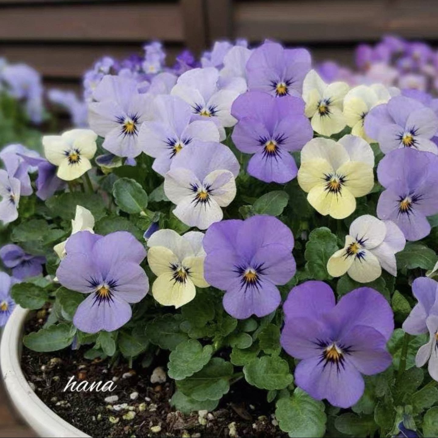 满24元 角堇花苗 三色堇猫咪盆栽小钱币果汁冰糕盆栽开花植物耐寒