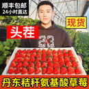 包邮 丹东99大红颜草莓3斤孕妇牛奶草梅礼盒新鲜当季 水果草莓整箱