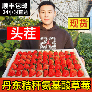包邮 丹东99大红颜草莓3斤孕妇牛奶草梅礼盒新鲜当季 水果草莓整箱