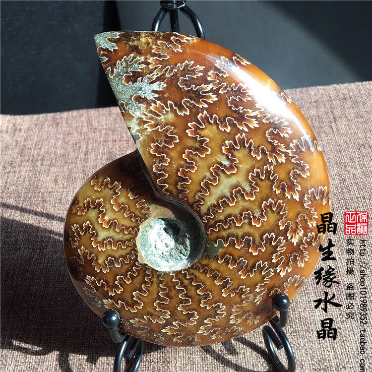 马达加斯加古生物化石玉化螺菊花螺手把件摆件矿标收藏实物图