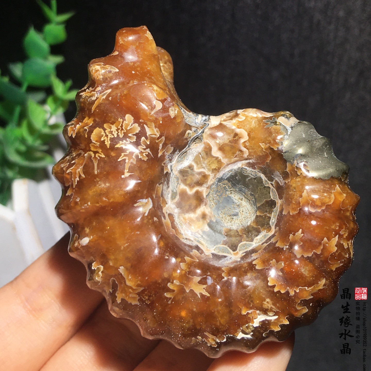 天然精品羊角螺化石共生铜矿菊石化石古生物化石标本收藏矿实物图