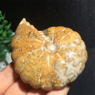 天然马达加斯加螺化石古生物实物图多款可选