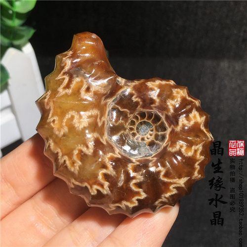 天然羊角螺化石菊石化石原石
