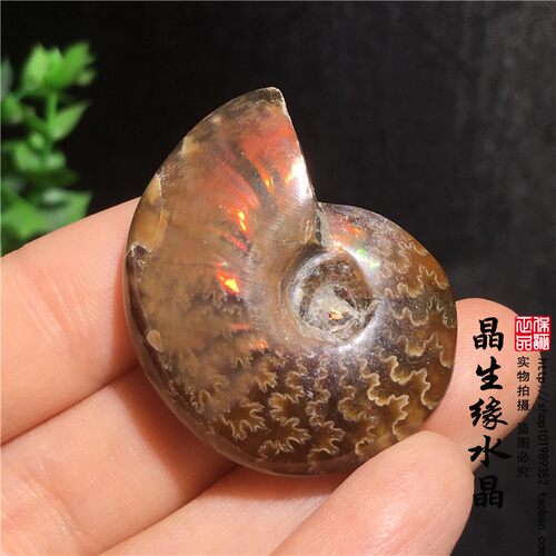 天然马达加斯加彩螺化石古生物化石标本实物图多款可选