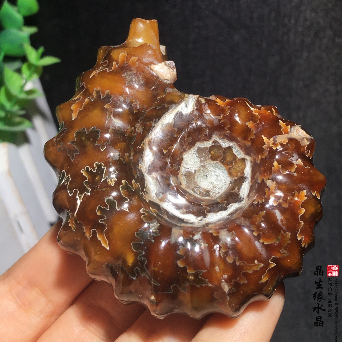 天然精品羊角螺化石菊石化石古生物化石标本收藏矿实物图