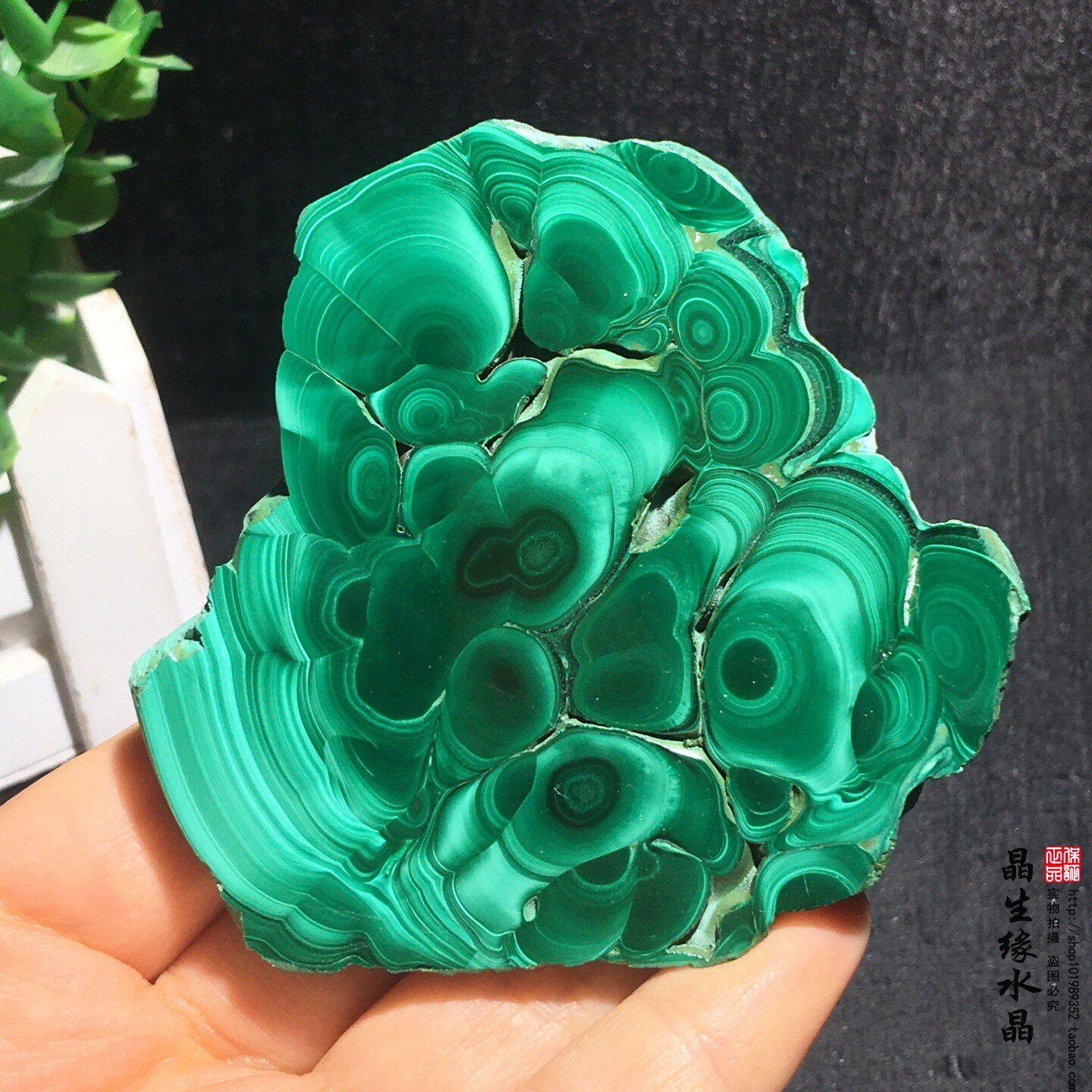 天然孔雀石切片矿物晶体观赏科普标本收藏石实物图可选特价