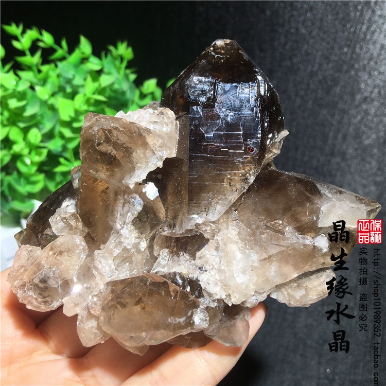 天然茶晶骨干标本收藏矿石实物图