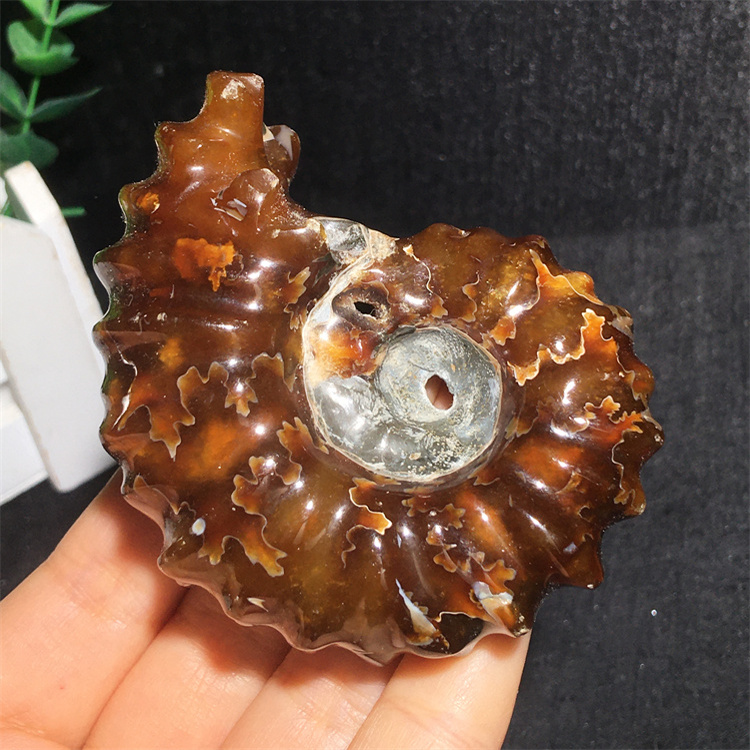 天然羊角螺化石菊石化石原石标本 古生物化石多款可选特价