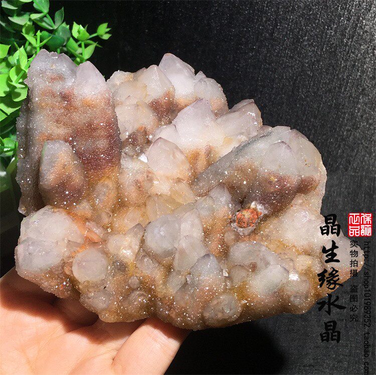 天然南非仙人掌水晶矿物晶体矿石