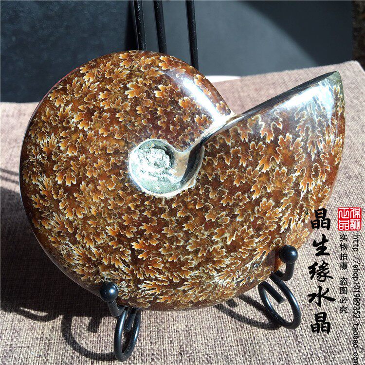 马达加斯加古生物化石玉化螺菊花螺手把件摆件矿标收藏一图一物