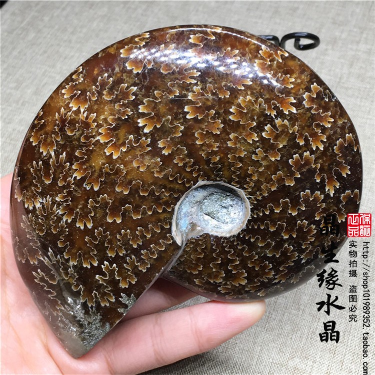 马达加斯加标本实物图把玩件